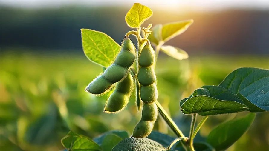 Soybean